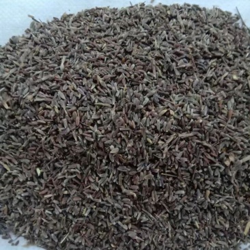 苍术种子，一手货源质量保证，欢迎电联洽谈合作