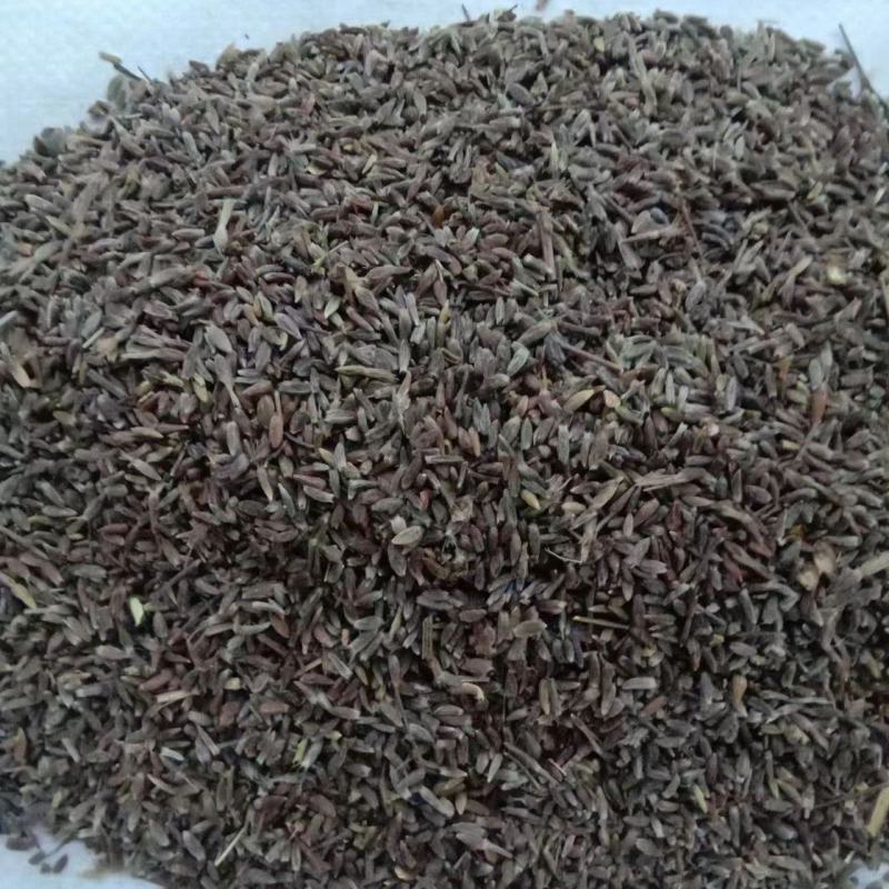 苍术种子，一手货源质量保证，欢迎电联洽谈合作