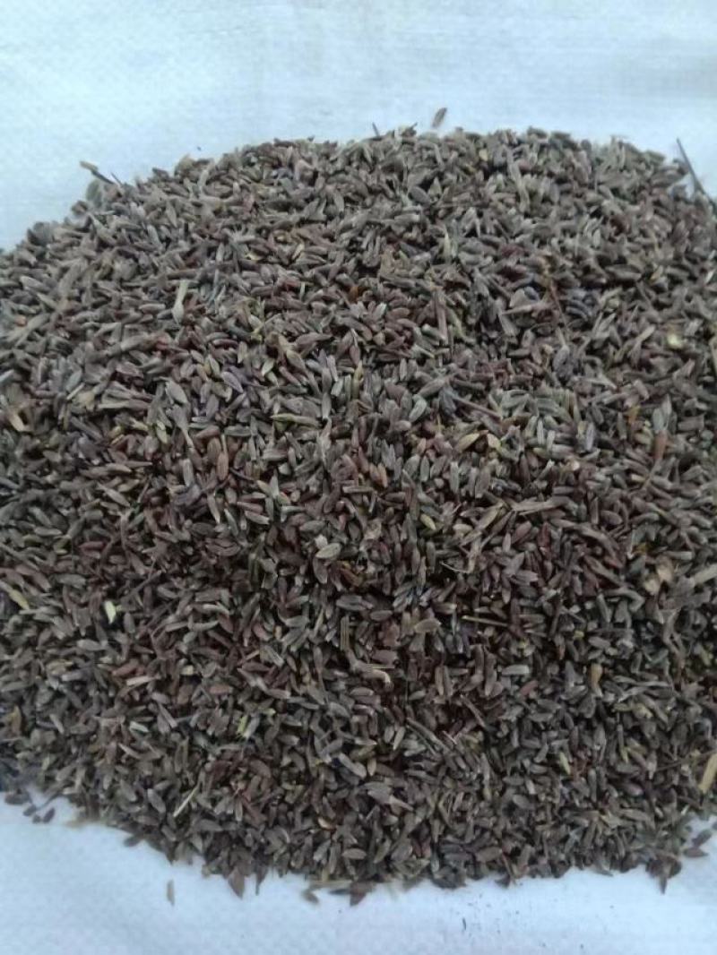 苍术种子，一手货源质量保证，欢迎电联洽谈合作