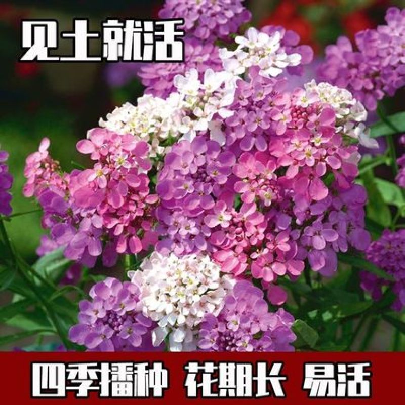 蜂室花种子矮生秋季物庭院屈曲花花籽花草室外花茂密观赏花坛