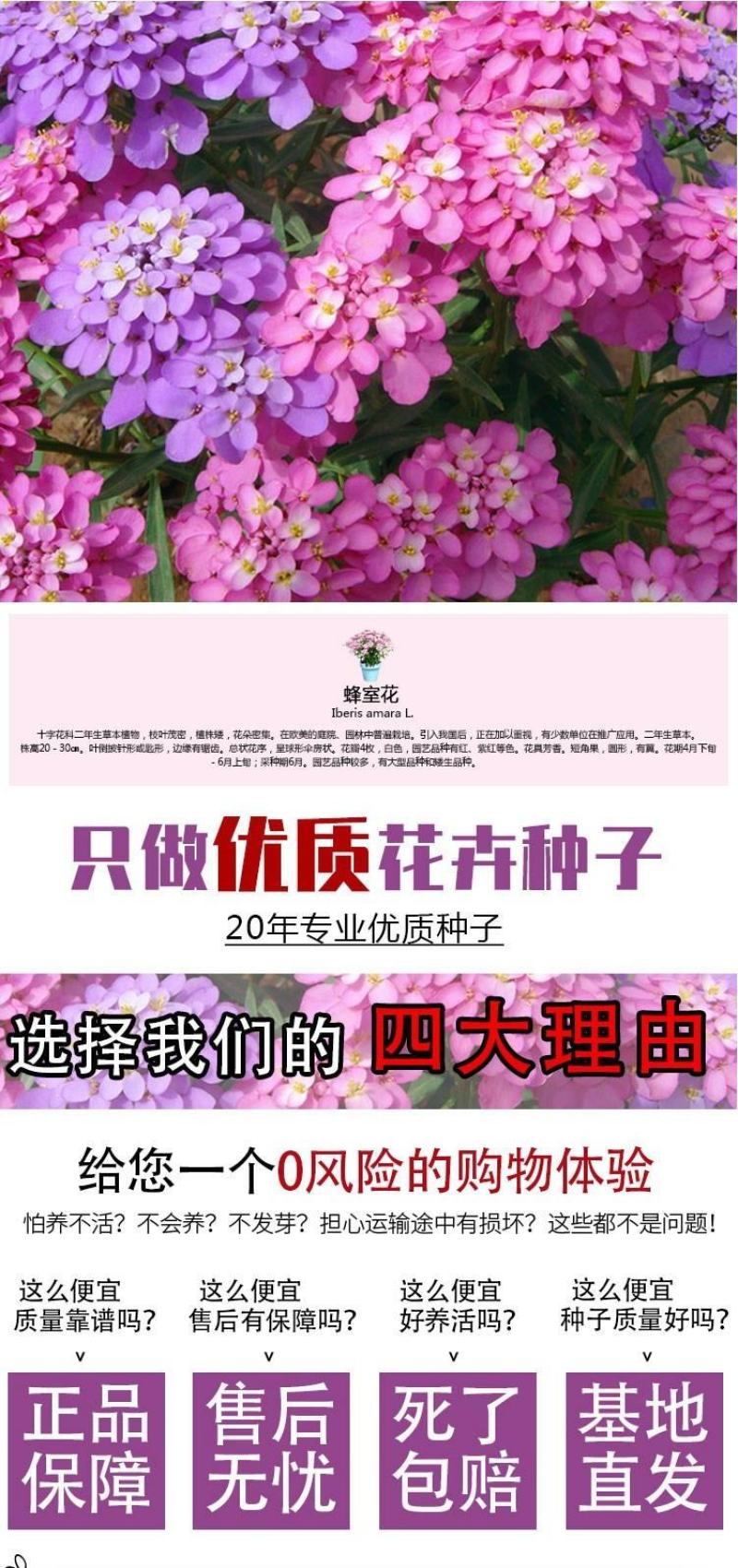 蜂室花种子矮生秋季物庭院屈曲花花籽花草室外花茂密观赏花坛