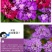 蜂室花种子矮生秋季物庭院屈曲花花籽花草室外花茂密观赏花坛