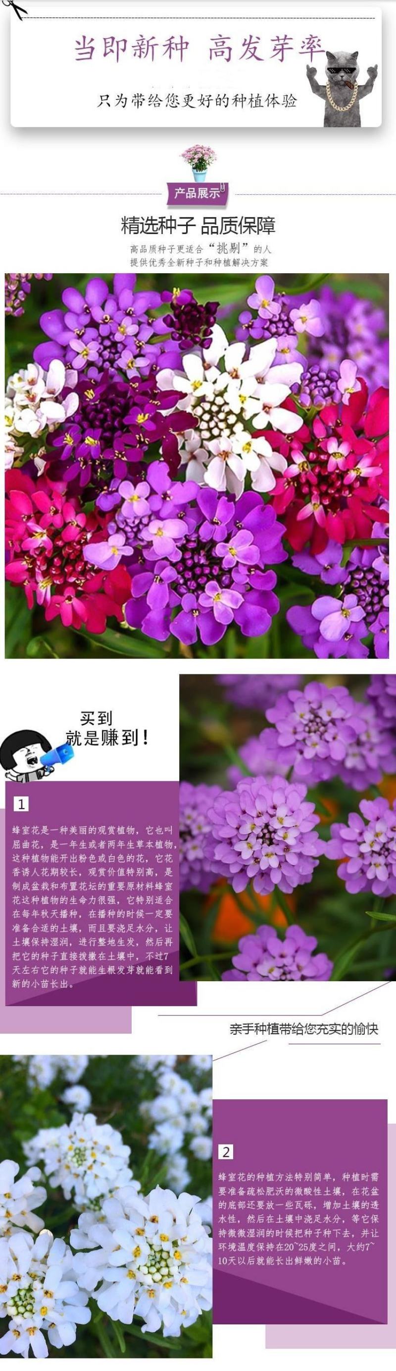 蜂室花种子矮生秋季物庭院屈曲花花籽花草室外花茂密观赏花坛