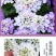 蜂室花种子矮生秋季物庭院屈曲花花籽花草室外花茂密观赏花坛
