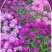 蜂室花种子矮生秋季物庭院屈曲花花籽花草室外花茂密观赏花坛