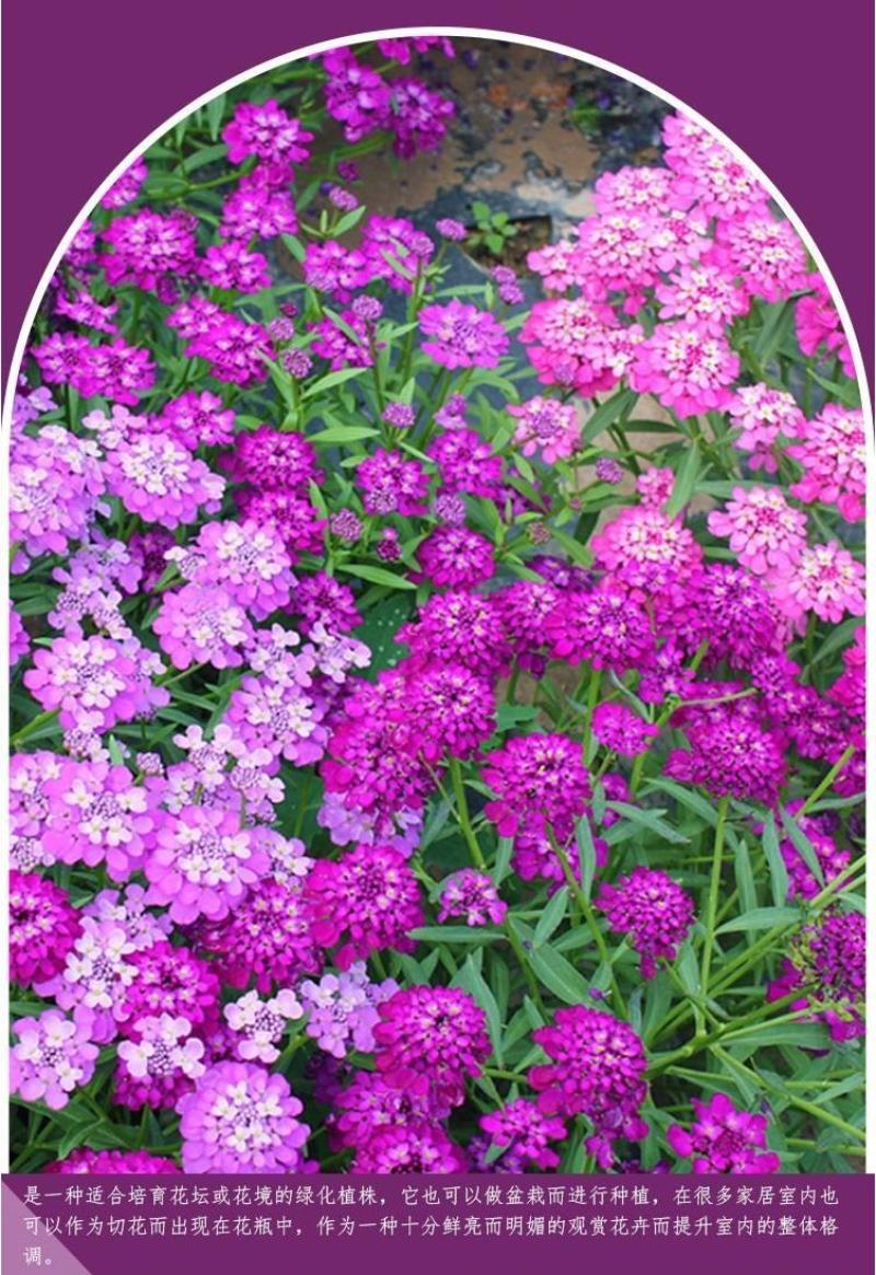 蜂室花种子矮生秋季物庭院屈曲花花籽花草室外花茂密观赏花坛
