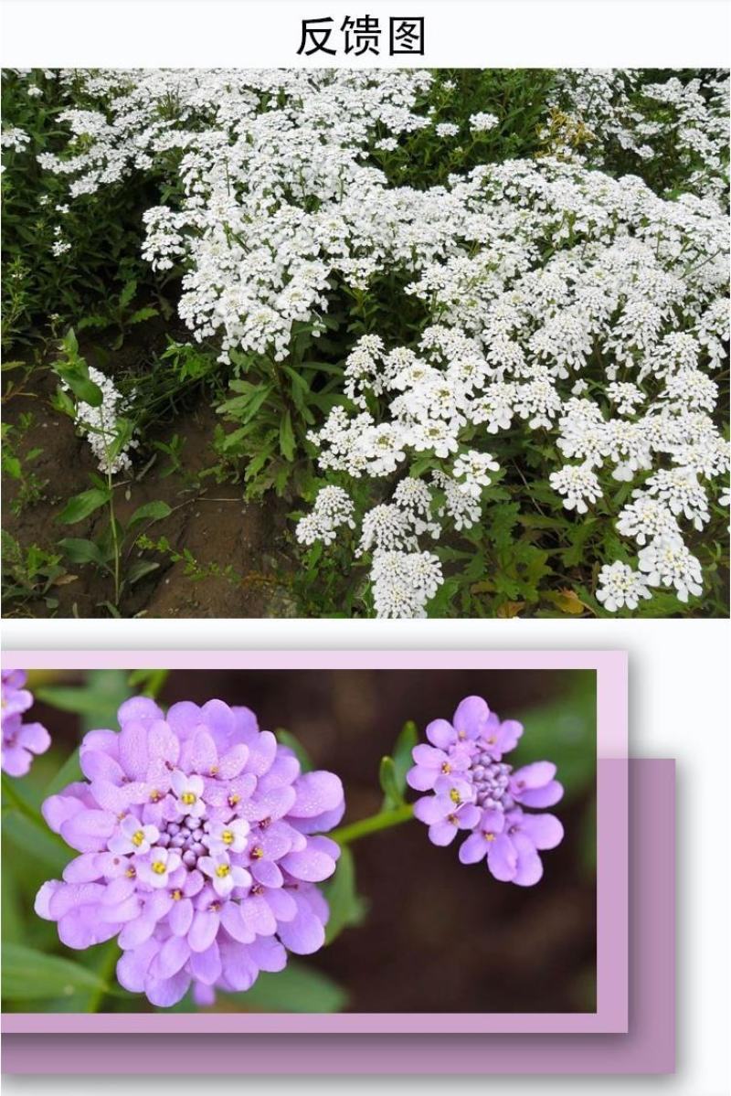 蜂室花种子矮生秋季物庭院屈曲花花籽花草室外花茂密观赏花坛