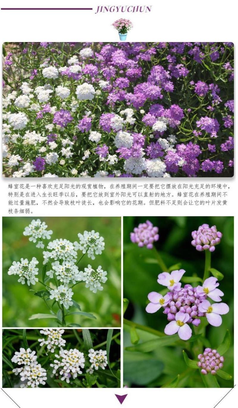 蜂室花种子矮生秋季物庭院屈曲花花籽花草室外花茂密观赏花坛