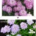 蜂室花种子矮生秋季物庭院屈曲花花籽花草室外花茂密观赏花坛