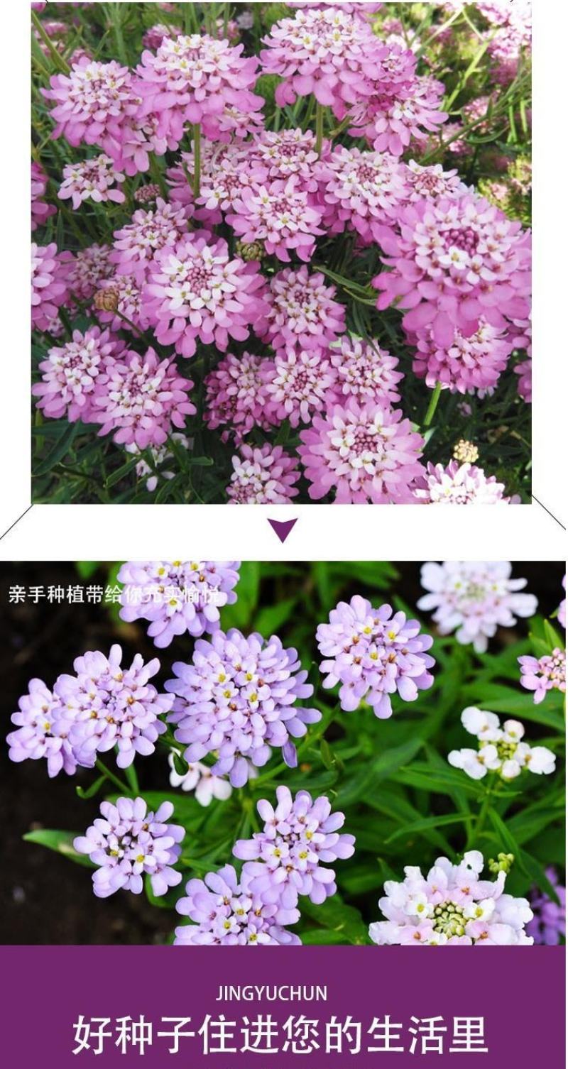 蜂室花种子矮生秋季物庭院屈曲花花籽花草室外花茂密观赏花坛