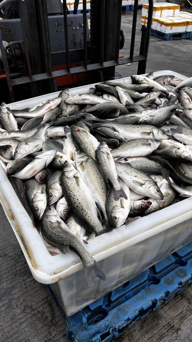 海鲈鱼全年稳定供应各种规格鲈鱼，桂鱼。全国可邮品质好