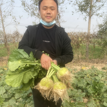 芥菜山东千亩芥菜头芥菜疙瘩基地产地代发欢迎来电洽谈