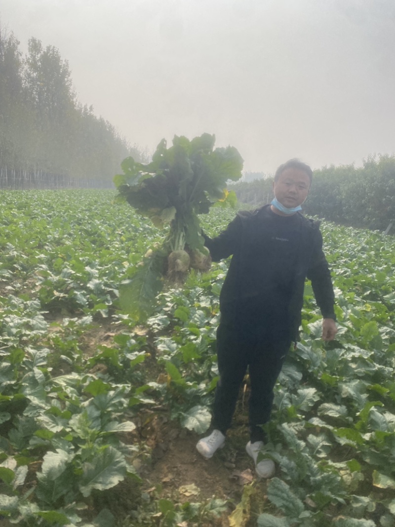 芥菜山东千亩芥菜头芥菜疙瘩基地产地代发欢迎来电洽谈