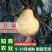 丑梨梨树树苗嫁接苗包成活包结果支持技术指导可签合同