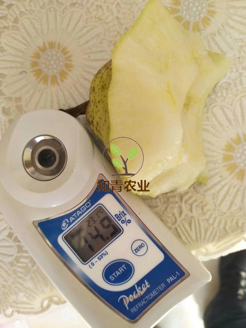丑梨梨树树苗嫁接苗包成活包结果支持技术指导可签合同