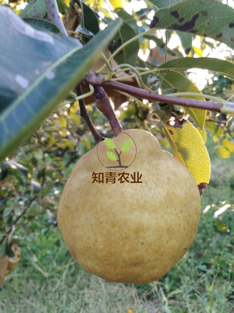 丑梨梨树树苗嫁接苗包成活包结果支持技术指导可签合同