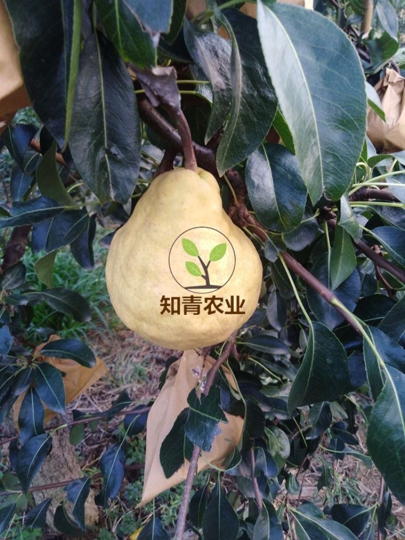 丑梨梨树树苗嫁接苗包成活包结果支持技术指导可签合同
