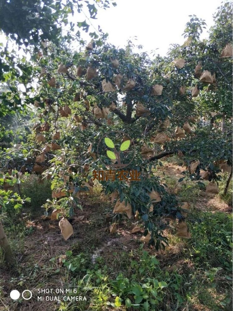 丑梨梨树树苗嫁接苗包成活包结果支持技术指导可签合同
