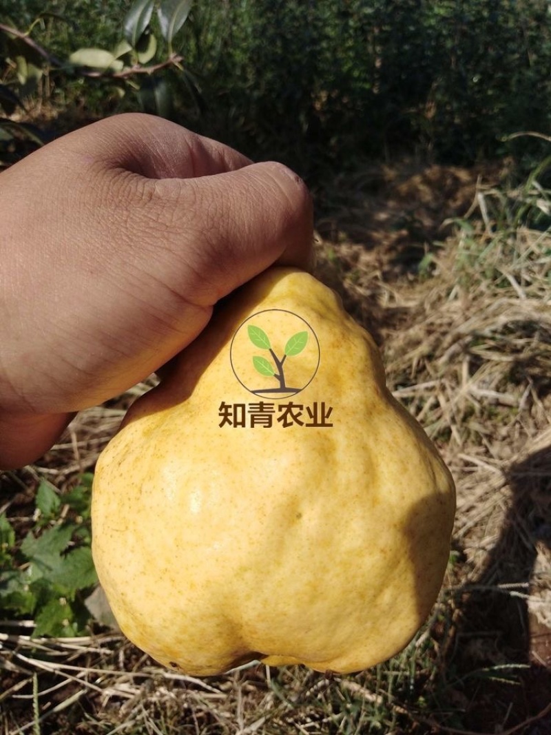 丑梨梨树树苗嫁接苗包成活包结果支持技术指导可签合同