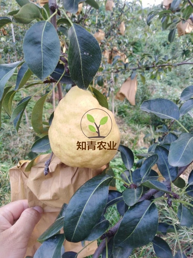丑梨梨树树苗嫁接苗包成活包结果支持技术指导可签合同