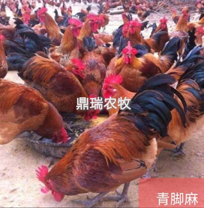 大种青脚麻公苗，成品十多斤