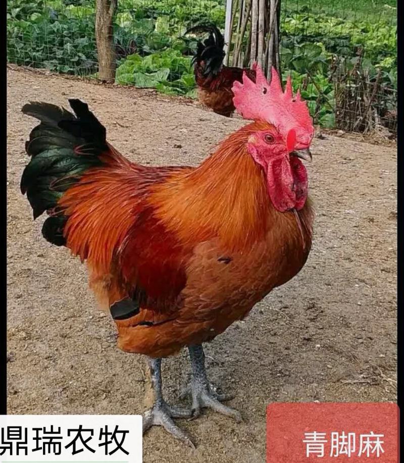 大种青脚麻公苗，成品十多斤
