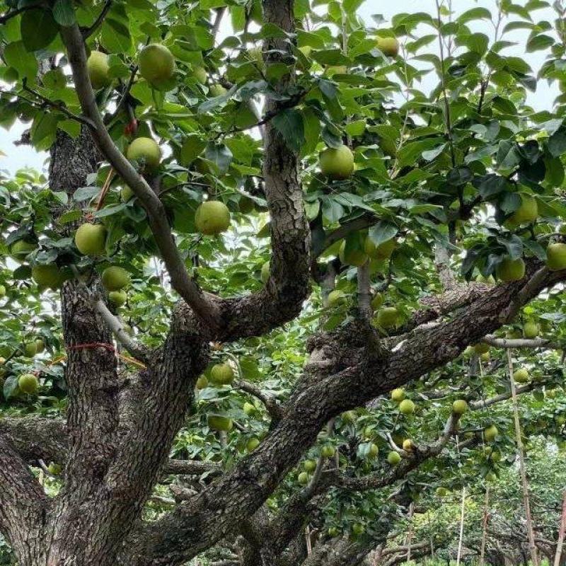 【一件代发】砀山.青脆蜜梨（老树果甜度17+）