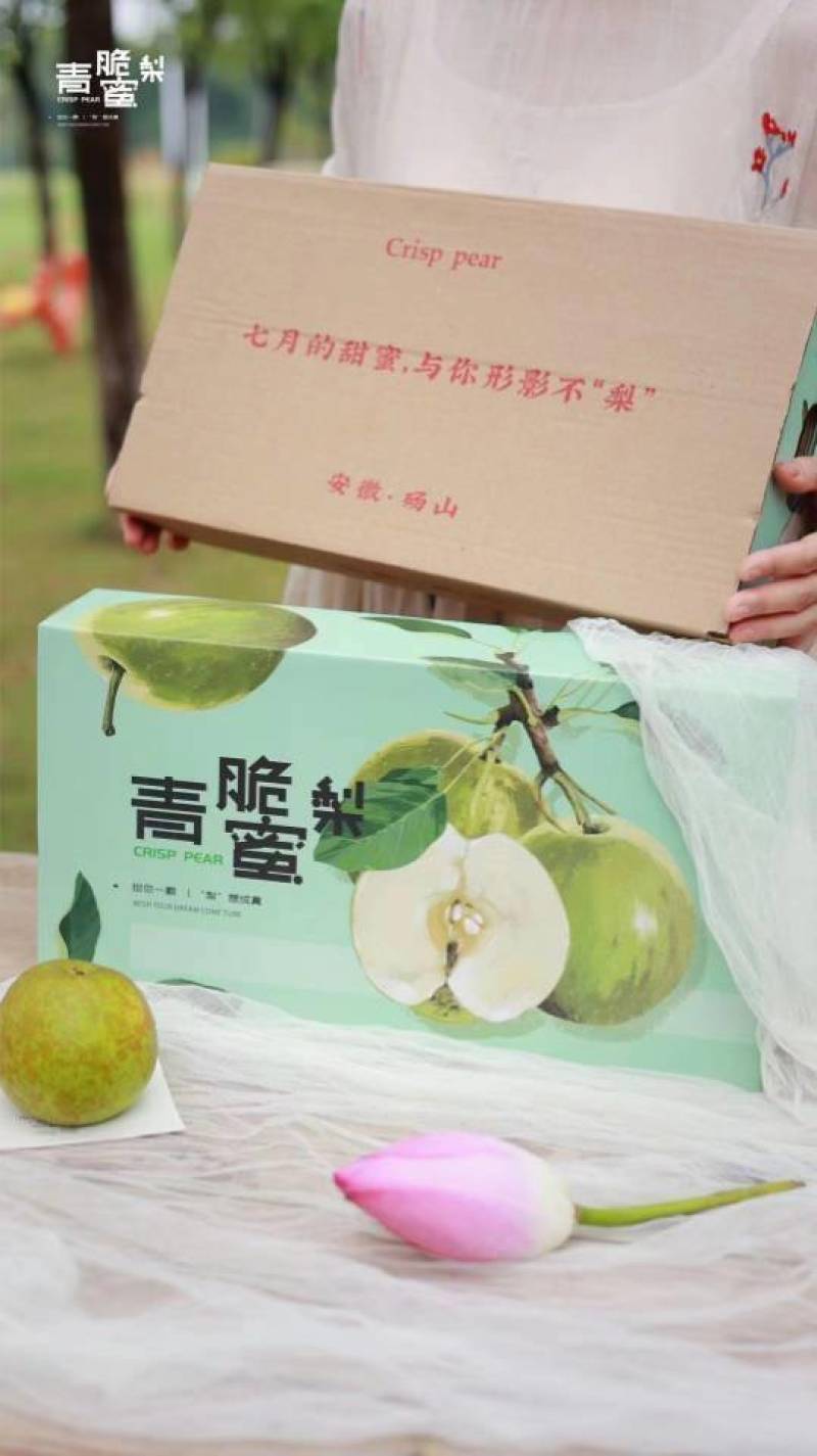 【一件代发】砀山.青脆蜜梨（老树果甜度17+）