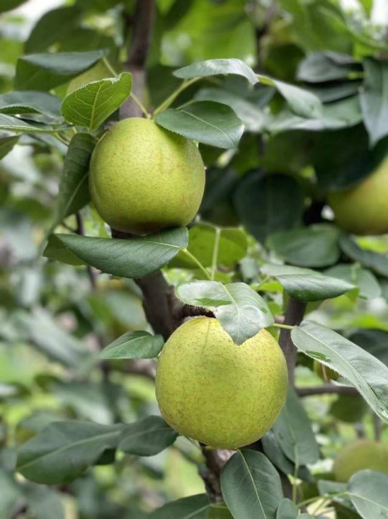 【一件代发】砀山.青脆蜜梨（老树果甜度17+）