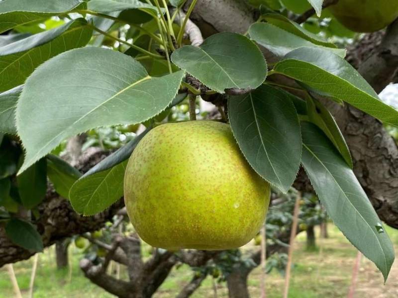 【一件代发】砀山.青脆蜜梨（老树果甜度17+）