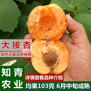 大接杏杏树苗嫁接苗包成活包结果支持技术指导可签合同