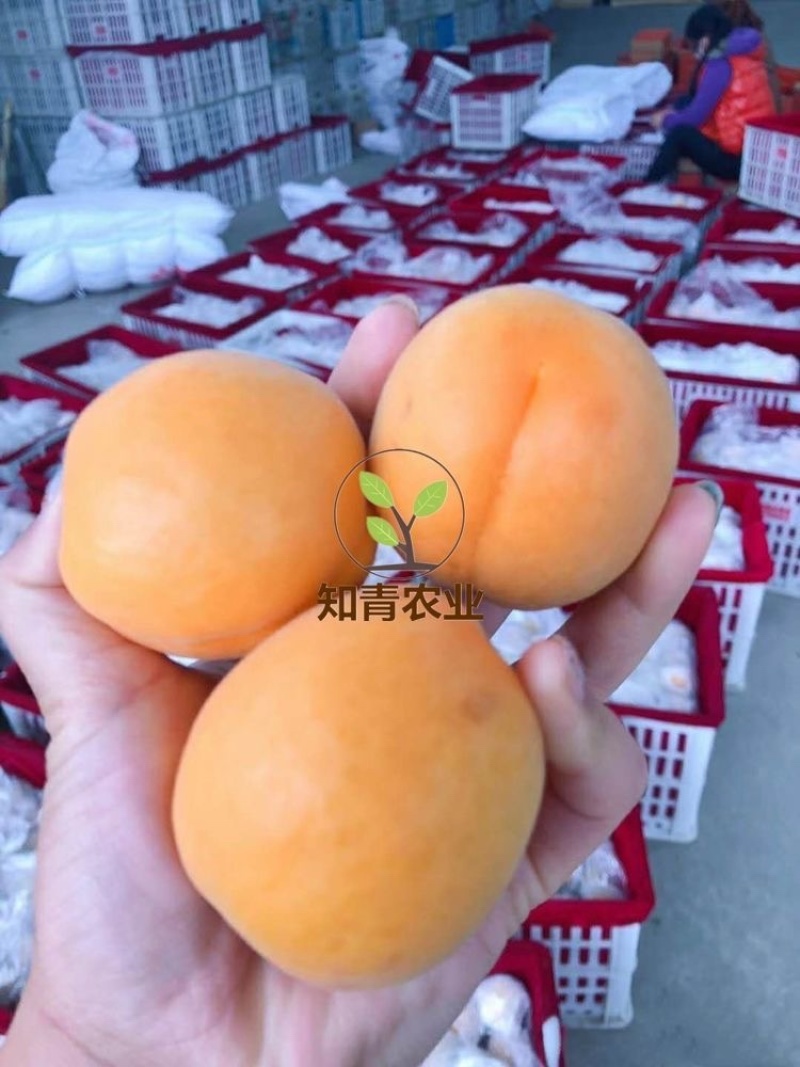 大接杏杏树苗嫁接苗包成活包结果支持技术指导可签合同
