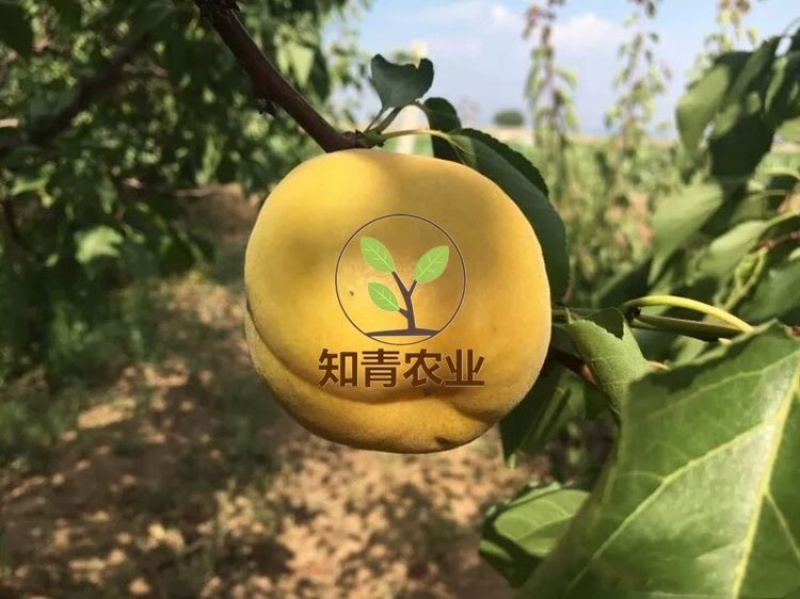 大接杏杏树苗嫁接苗包成活包结果支持技术指导可签合同