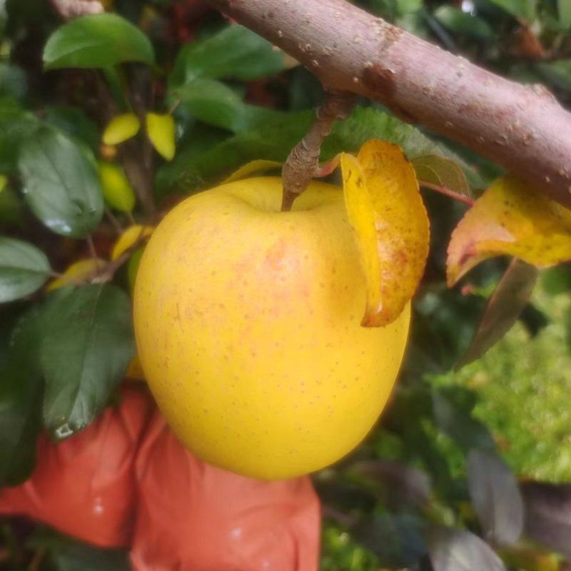 维纳斯苹果