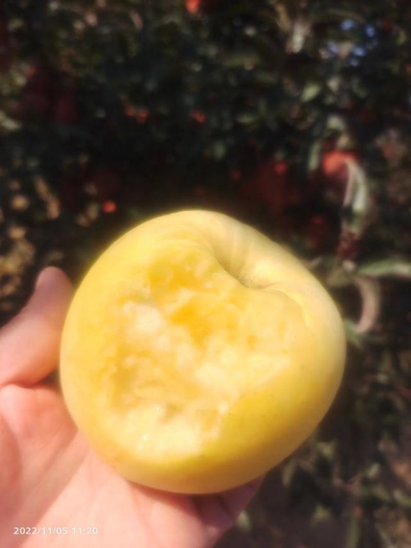维纳斯苹果