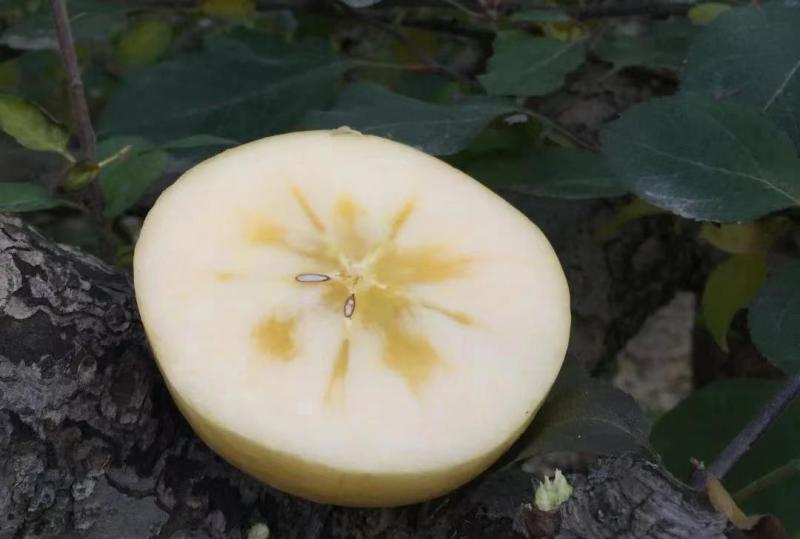 维纳斯苹果