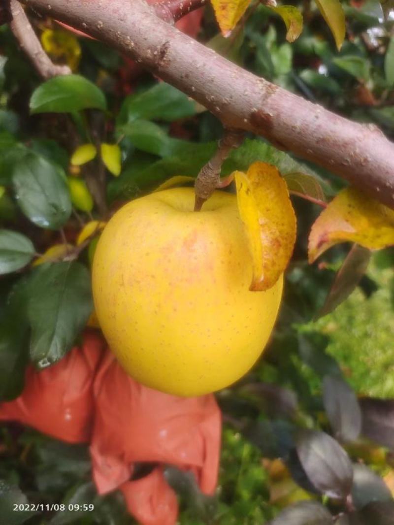 维纳斯苹果