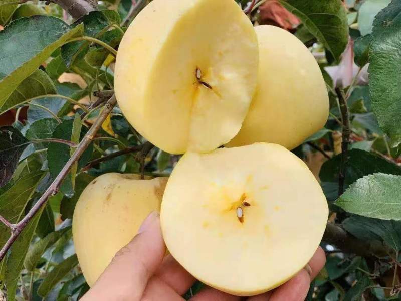 维纳斯苹果