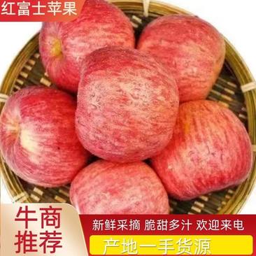 红富士苹果山东苹果口感脆甜多汁，供应各大市场，商超