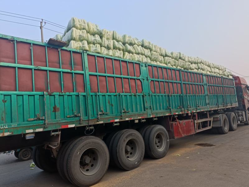北京三号白菜大白菜供应超市，市场，加工各中包装