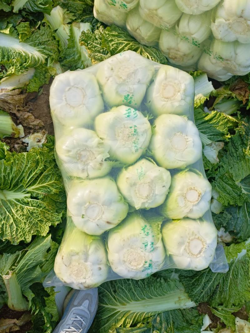北京三号白菜大白菜供应超市，市场，加工各中包装