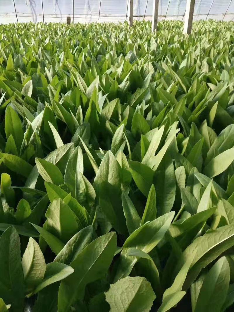 【进口】四季无斑油麦菜种子早熟速生亮绿高产优质