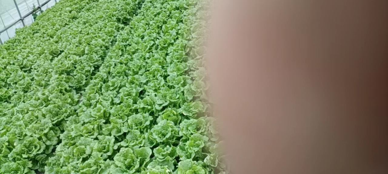 温室中种植的生菜