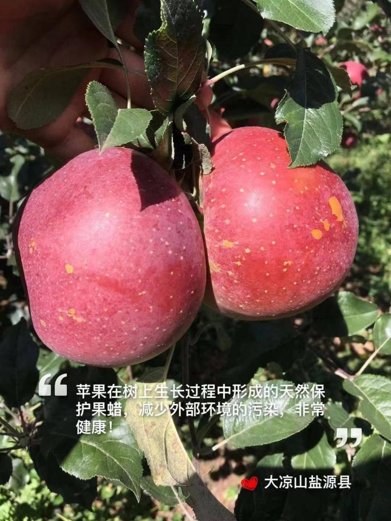 【一件代发】盐源.高原糖心丑苹果（泸沽湖畔）