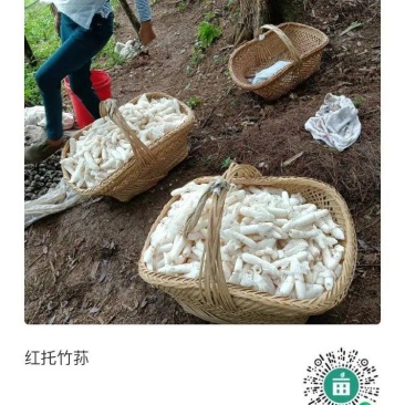 高山种植空气清新无污染品质保证红托竹荪