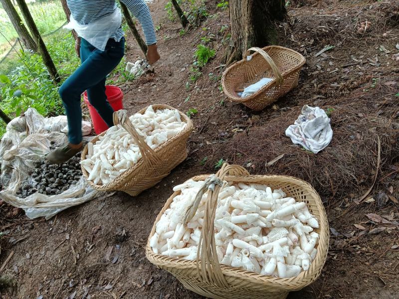 高山种植空气清新无污染品质保证红托竹荪