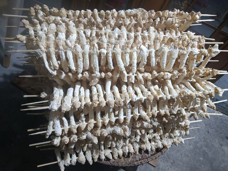 高山种植空气清新无污染品质保证红托竹荪