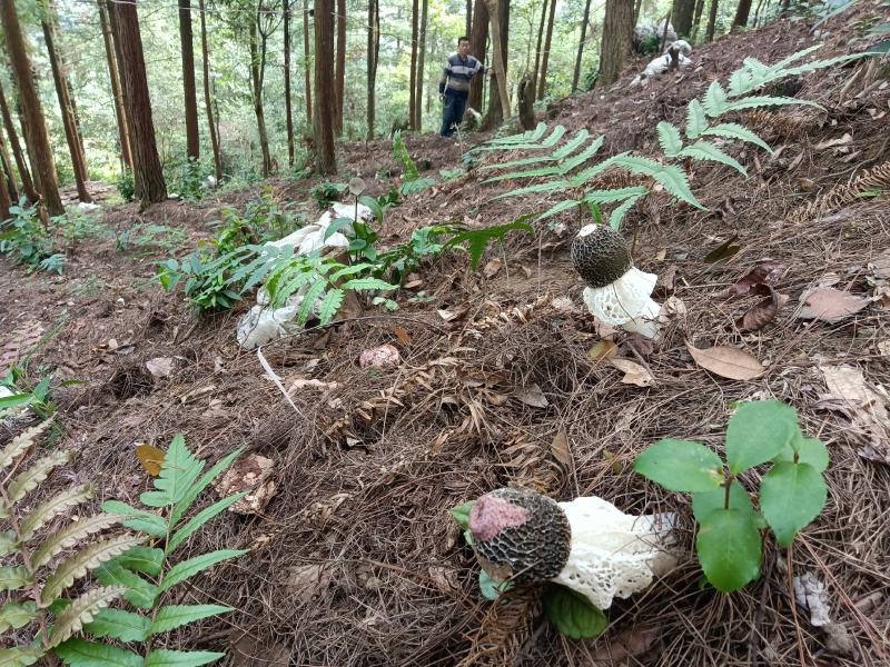 高山种植空气清新无污染品质保证红托竹荪