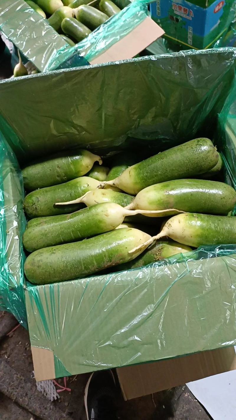 青萝卜水果萝卜口感清脆，耐储存耐运输欢迎来电洽谈