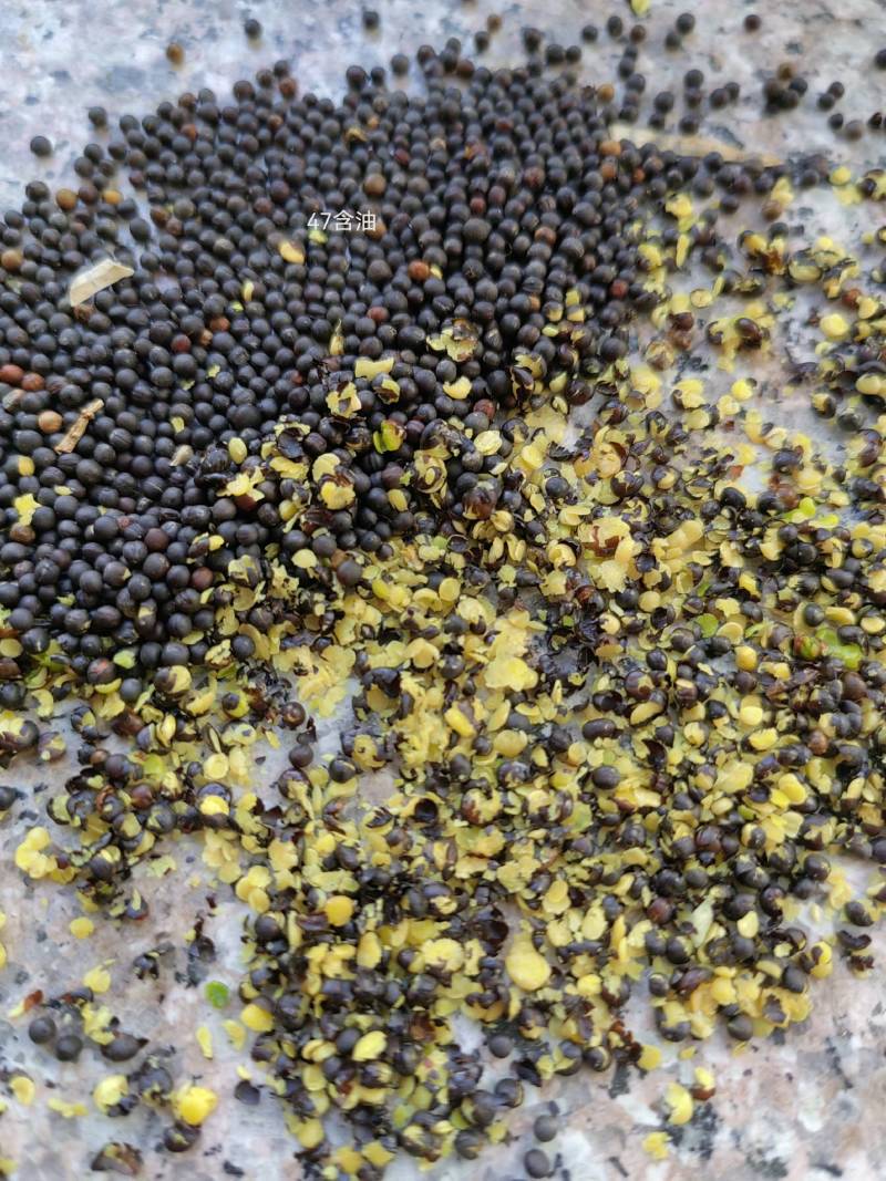 俄罗斯进口菜籽含油44.5-45，出油40，